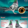 DV 6254-25-98 Mascul Roland Kling,  tatal este frate bun cu Maverick Olympic Pigeons Cat. G. 2023 Andreas Drapa, mama este fiica din Maverick