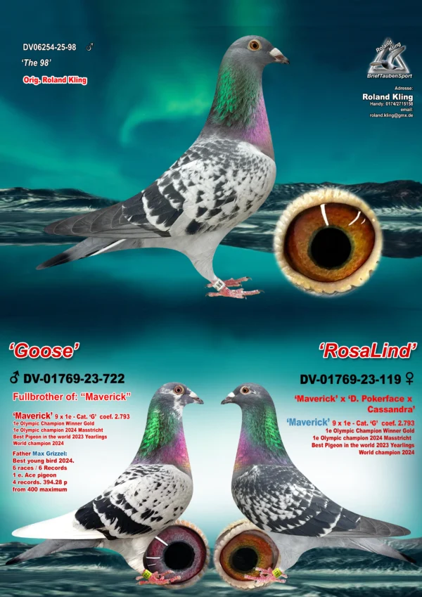 DV 6254-25-98 Mascul Roland Kling,  tatal este frate bun cu Maverick Olympic Pigeons Cat. G. 2023 Andreas Drapa, mama este fiica din Maverick