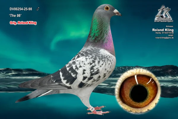 DV 6254-25-98 Mascul Roland Kling,  tatal este frate bun cu Maverick Olympic Pigeons Cat. G. 2023 Andreas Drapa, mama este fiica din Maverick