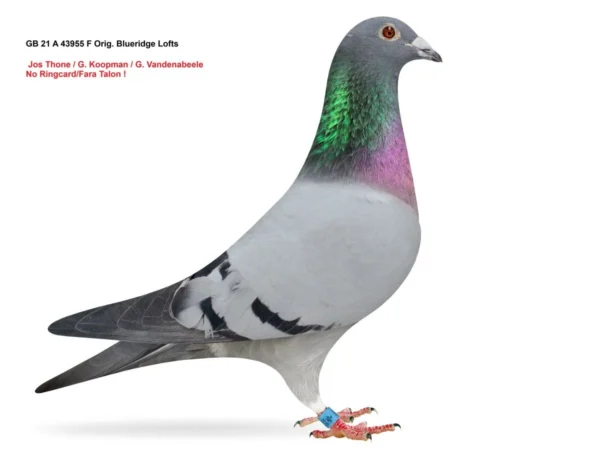 GB 21 43955 GB 21A 43955 Femela Blueridge Lofts Jos Thone x Koopman Drum/Adora