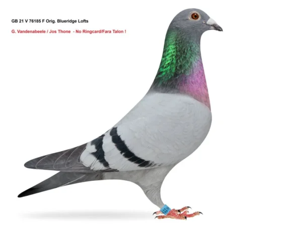GB 76185 21 GB 21V 76185 Femela Blueridge lofts Gaby Vandenabeele/Jos Thone