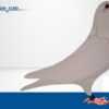 RO 652163 2025 Femela Tamas Dorin White Pigeons