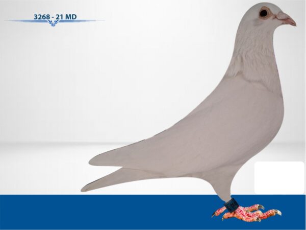 RO 652104 2025 Mascul Tamas Dorin White Pigeon!!!