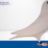 RO 652163 2025 Femela Tamas Dorin White Pigeons