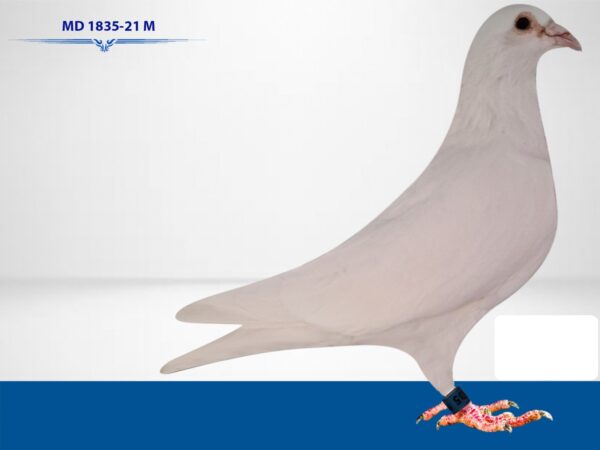 RO 652163 2025 Femela Tamas Dorin White Pigeons