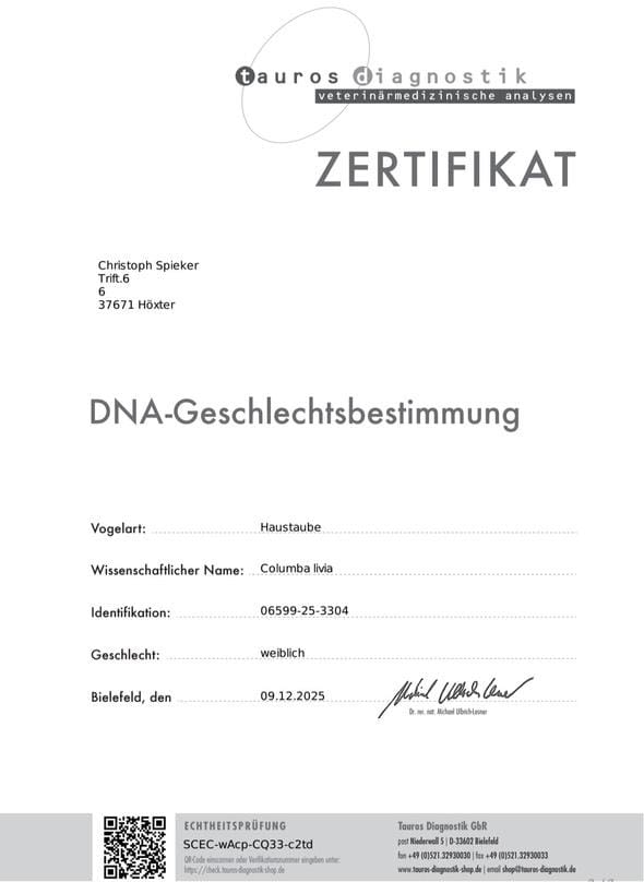 DV 06599-25-3304 Femela Spieker Loft Nepoata BLIZZARD KING KITTEEL 1. National Acepigeon Sprint KBDB 2021 1. World Best Pigeon Young Birds FCI 2021 1. Prov. Acepigeon KBDB 2021 Frate bun cu Phantom Blizzard 1. National Acepigeon Sprint KBDB 2024, Father UNICUM 1. National Acepigeon Sprint KBDB 2025