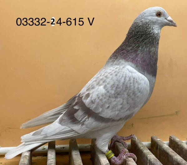 DV 3332-24-615 Mascul Norman Becker mascul  zburat ca pui, tata dublunepot Boris super zburator