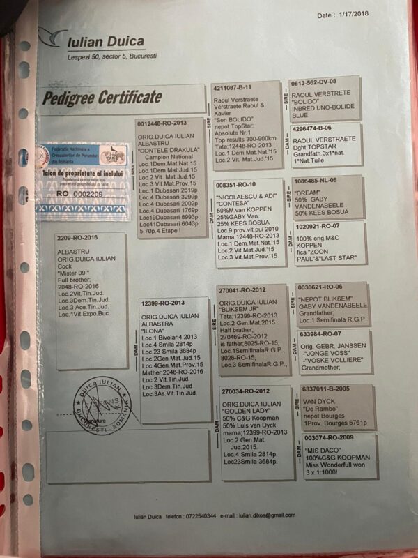 RO 652177 2025 Mascul Tamas Dorin Tatal este fiu din Contle Dracula Duica Iulian, mama este dubla nepoata din  Cucul 004 Stanescu&Dobre