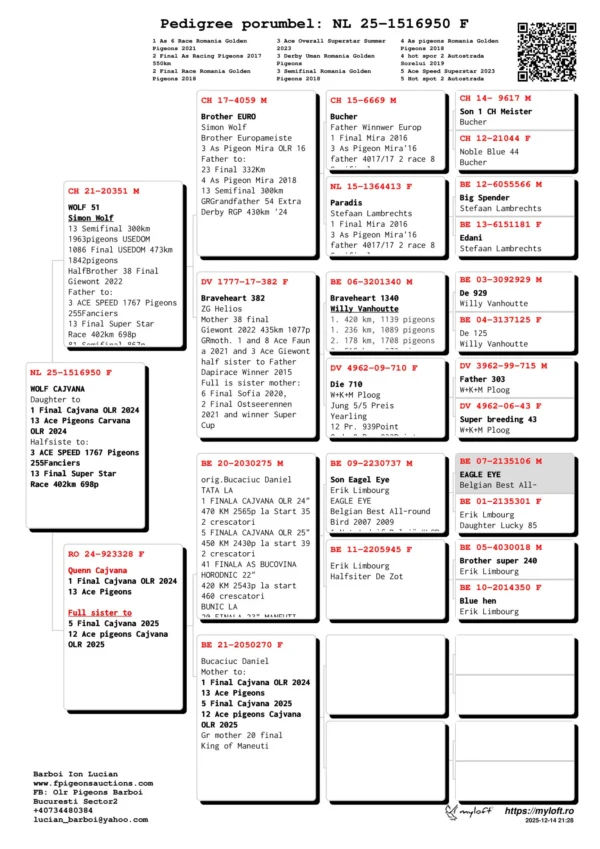 NL 25-1516950 Femela Barboi Lucian  WOLF CAJVANA Daughter to  1 Final Cajvana OLR 2024 13 Ace Pigeons Carvana  OLR 2024 Halfsiste to: 3 ACE SPEED 1767 Pigeons 255Fanciers 13 Final Super Star Race 402km 698p