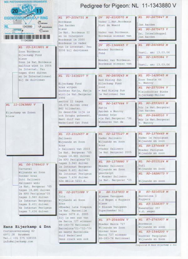 RO 50863 20218 Mascul Tamas Dorin super reproducator fiu din Asu, mama este nepoata din Salinero Eijerkamp