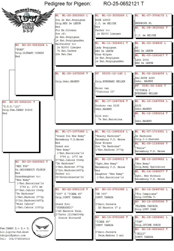 RO 652121 2025 Femela Tamas Dorin Tatal original Cosmin Olteanu Rex De Leew, mama Grigorescu Florin top maraton!