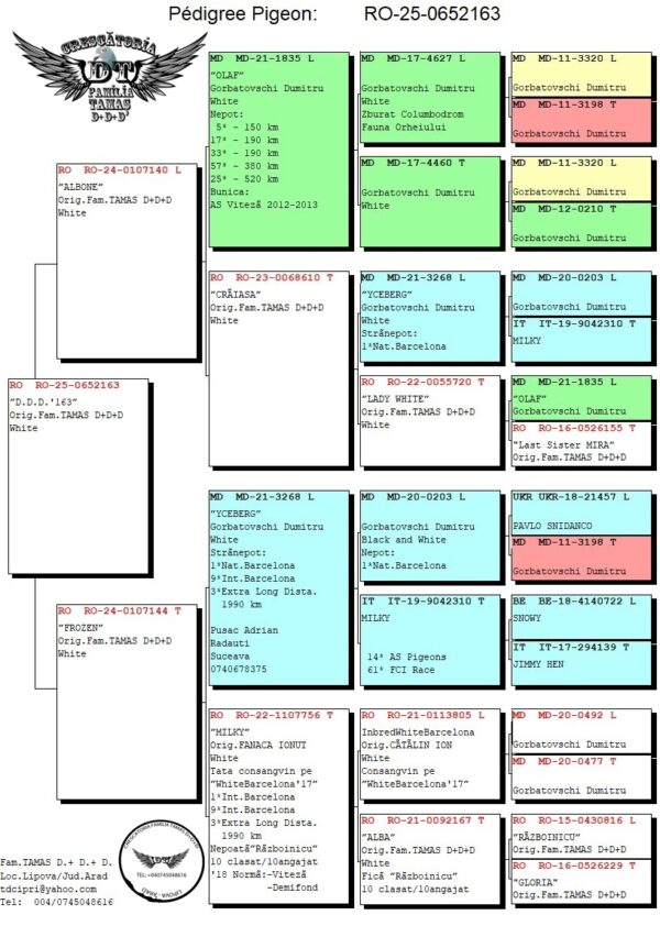 RO 652163 2025 Femela Tamas Dorin White Pigeons