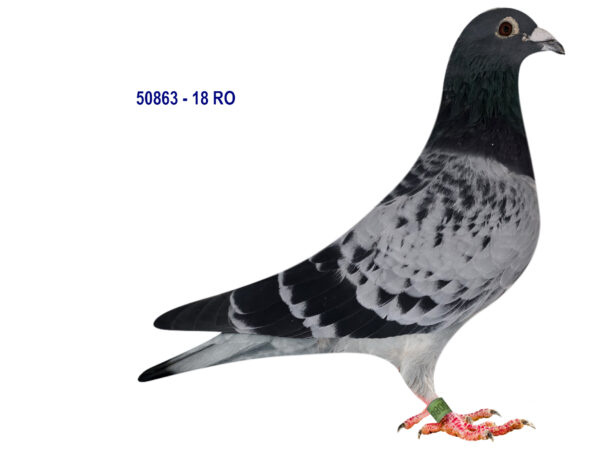 RO 50863 20218 Mascul Tamas Dorin super reproducator fiu din Asu, mama este nepoata din Salinero Eijerkamp