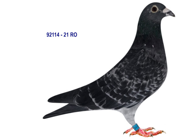 RO 92114 2021 Mascul  Dorin Tamas Gaby Vandenabeele Piet Manders