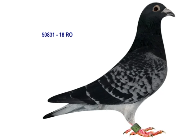 RO 50831 2018 Tamas Dorin Raymound Hermes top Baecelona line