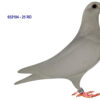 RO 652104 2025 Mascul Tamas Dorin White Pigeon!!!