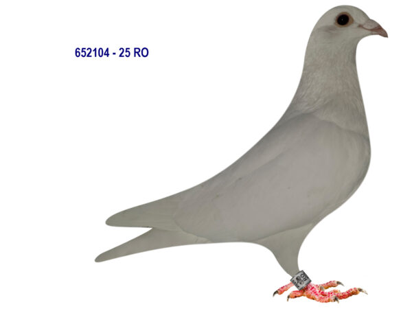 RO 652104 2025 Mascul Tamas Dorin White Pigeon!!!