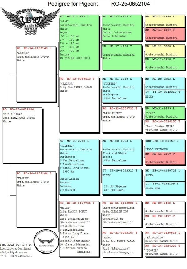 RO 652104 2025 Mascul Tamas Dorin White Pigeon!!!