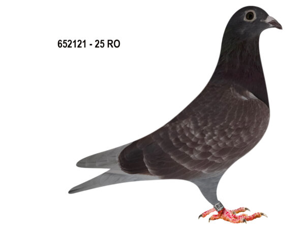 RO 652121 2025 Femela Tamas Dorin Tatal original Cosmin Olteanu Rex De Leew, mama Grigorescu Florin top maraton!