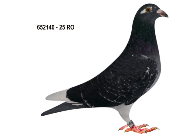 RO 652140 2025 M Tamas Dorin mama nepoata Olympic Ineu, tata este original Pudic Filip