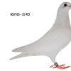 RO 652163 2025 Femela Tamas Dorin White Pigeons