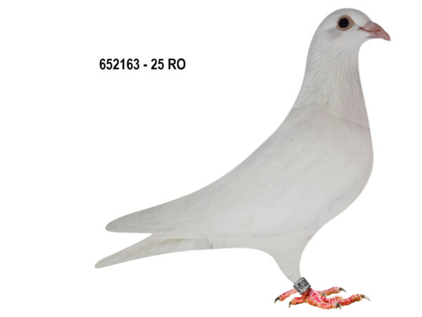 RO 652163 2025 Femela Tamas Dorin White Pigeons