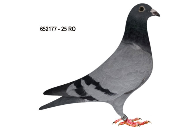 RO 652177 2025 Mascul Tamas Dorin Tatal este fiu din Contle Dracula Duica Iulian, mama este dubla nepoata din  Cucul 004 Stanescu&Dobre