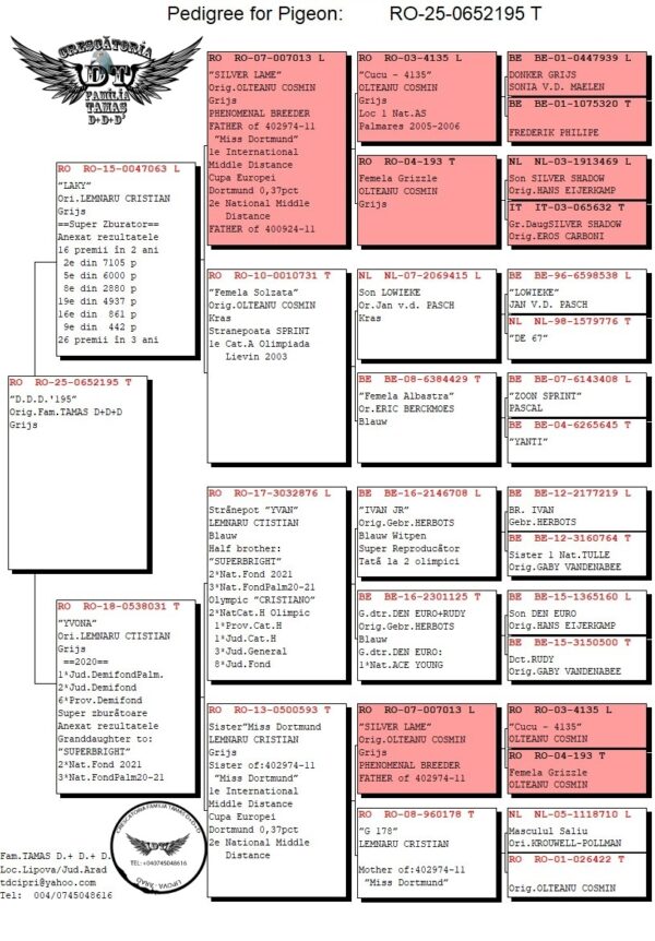 RO 652195 2025 Femela Tamas Dorin, Fiica din Laky super zburator, nepoata Silver Lame ,mama Yvona super zburatoare nepoata din Silver Lame