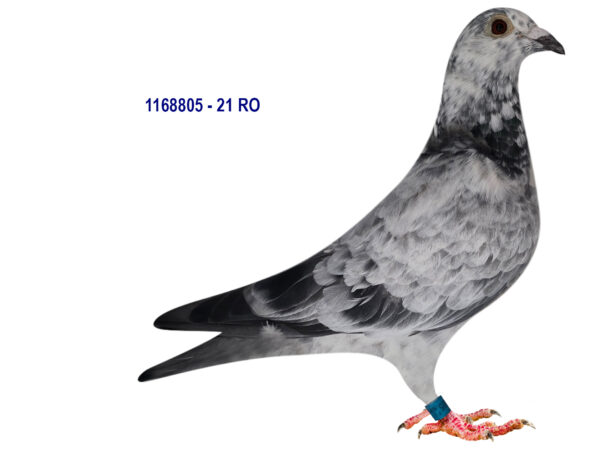 RO 1168805 2021 Femela Stancu Ion nepoata din super zburatori de fond si maraton!!!