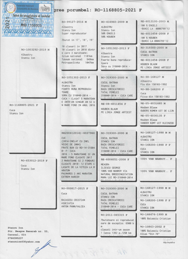 RO 1168805 2021 Femela Stancu Ion nepoata din super zburatori de fond si maraton!!!