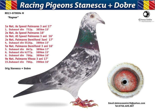 RO 652177 2025 Mascul Tamas Dorin Tatal este fiu din Contle Dracula Duica Iulian, mama este dubla nepoata din  Cucul 004 Stanescu&Dobre