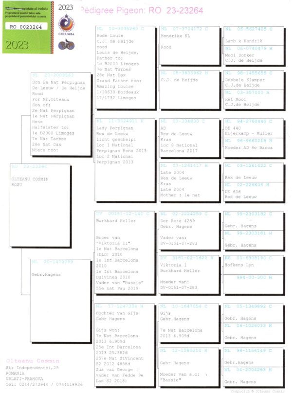 RO 652121 2025 Femela Tamas Dorin Tatal original Cosmin Olteanu Rex De Leew, mama Grigorescu Florin top maraton!