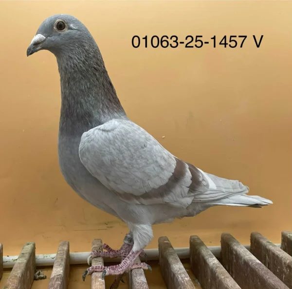 DV 1063-25-1457 Mascul Norman Becker tatal este nepot din tatalui 1037 porumbel Olympic, mama este nepoata 321 semifratele faimosului Ringlose 12