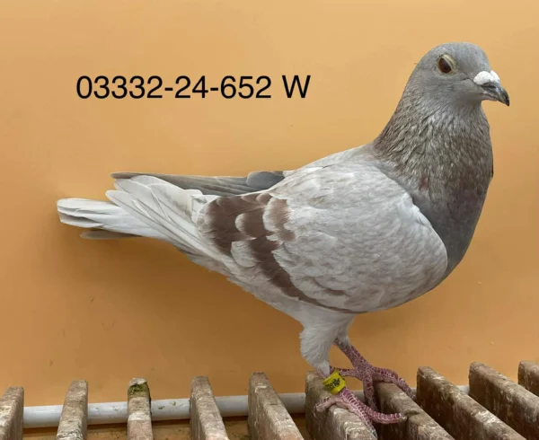 DV 3332-24-652 Femela Norman Becker mama este din porumbeii Frans Marien, tata este nepot din tatat lui 1037