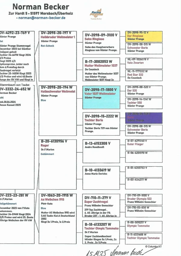 DV 3332-24-652 Femela Norman Becker mama este din porumbeii Frans Marien, tata este nepot din tatat lui 1037