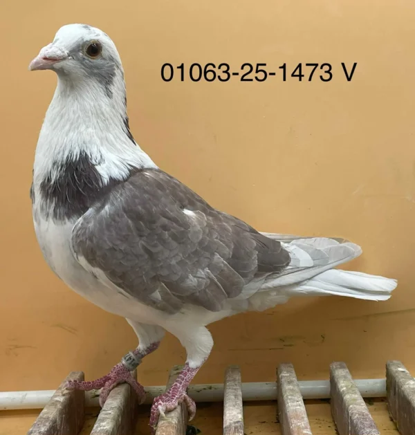 DV 1063-25-1473 Mascul Norman Becker tata este dublu nepot 520 7x locul 1 mama o buna reproducatoare consangvina din super 3330