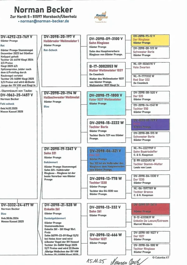 DV 1063-25-1457 Mascul Norman Becker tatal este nepot din tatalui 1037 porumbel Olympic, mama este nepoata 321 semifratele faimosului Ringlose 12