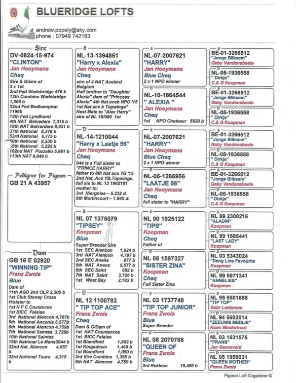 GB 21 A 43957 Mascul Blueridge Loft Jan Hooymans / Gaby Vandenabeele/ Franz Zwols