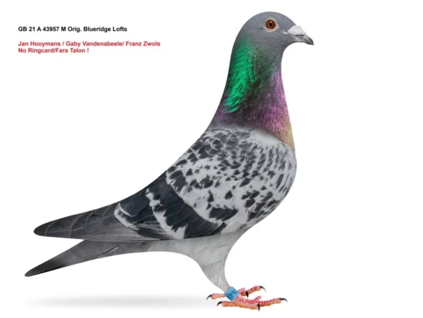 gb 21 43957 poza GB 21 A 43957 Mascul Blueridge Loft Jan Hooymans / Gaby Vandenabeele/ Franz Zwols