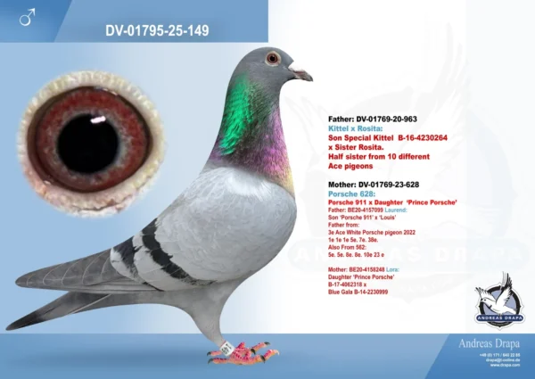 149 DV 1769-25-149 Mascul Andreas Drapa Tata este nepot Kittel , mama este nepoata Porsche 911 fiica din Laurend