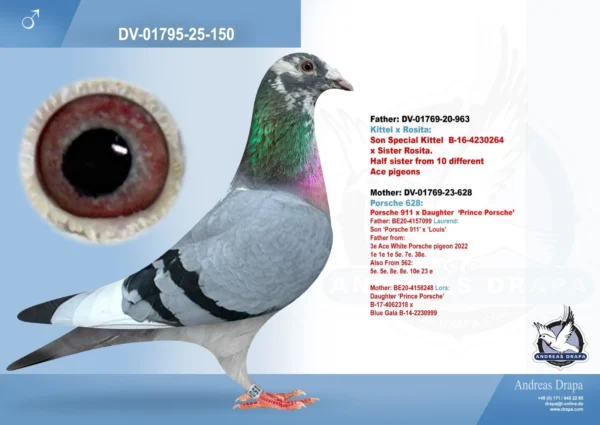 150 DV 1769-25-150 Mascul Andreas Drapa Tatal este enpot de Kittel Dirk van den Bulk, mama este nepoata Porsche 911 si Prince Porsche PIPA ELITE CENTER