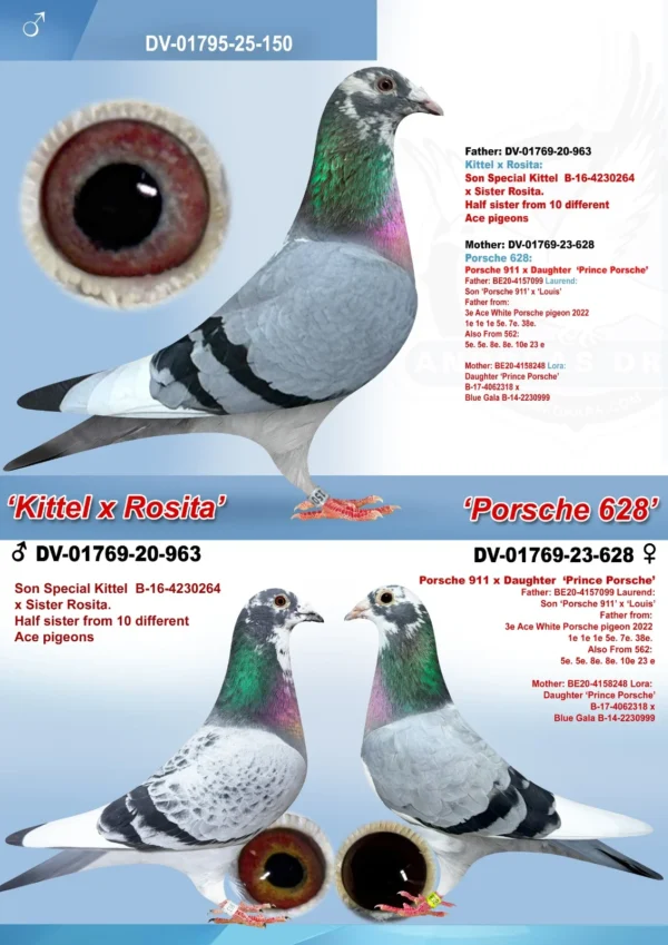 DV 1769-25-150 Mascul Andreas Drapa Tatal este enpot de Kittel Dirk van den Bulk, mama este nepoata Porsche 911 si Prince Porsche PIPA ELITE CENTER