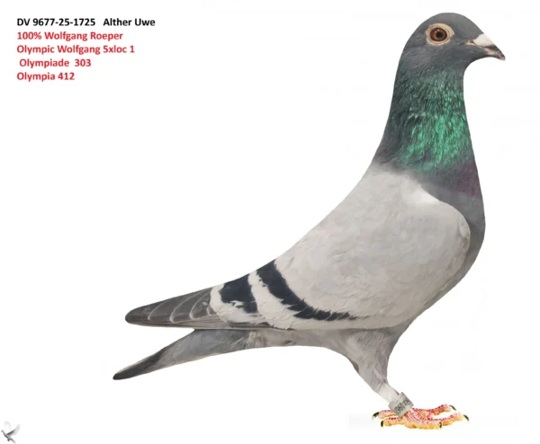 1725 poza DV 9677-25-1725 Alther Uwe 100% Wolfgang Roeper Olympic Wolfgang 5xloc 1 Olympiade 303 Olympia 412