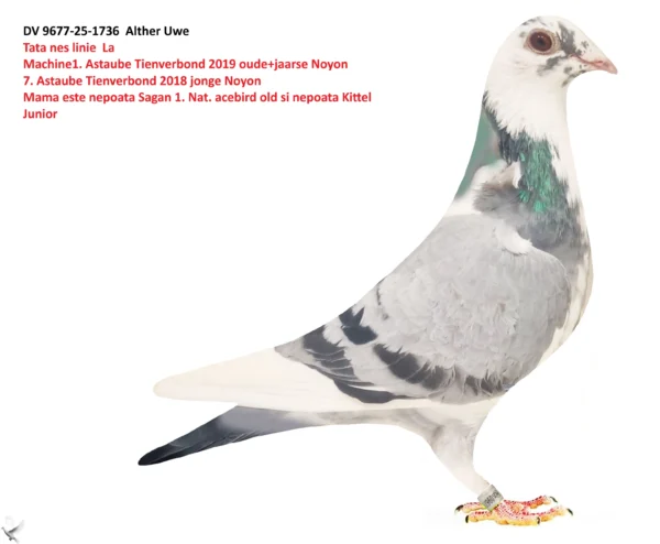 1736 poza DV 9677-25-1736 Alther Uwe 100% Dirk van den Bulck , tata Olympic Kittel si La Machine 1. Astaube Tienverbond 2019 oude+jaarse Noyon 7. Astaube Tienverbond 2018 jonge Noyon, mama nepoata Sagan Patrick Boeckx