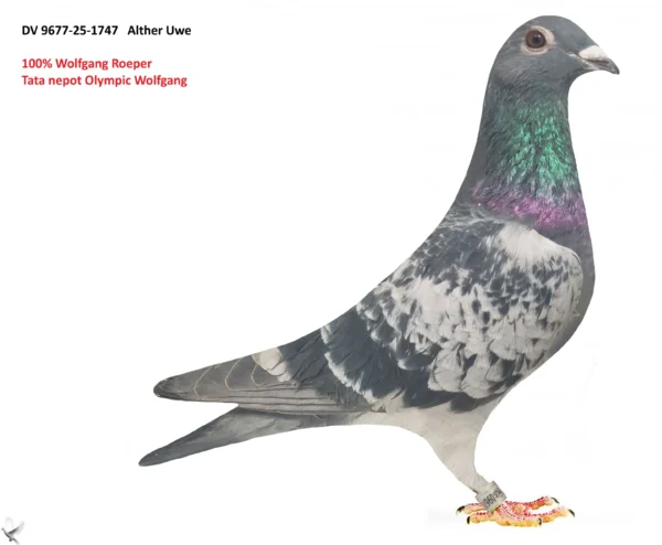 1747 poza DV 9677-25-1747 Alther Uwe 100% Wolfgang Roeper Stranepot Olympic Wolfgang 5xloc 1 38 Petape clasate din 41 ,