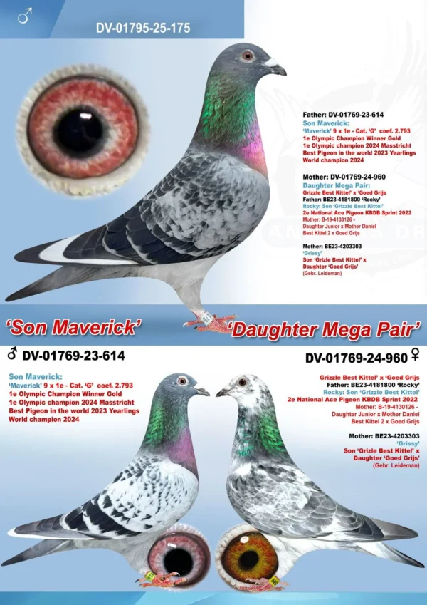 DV 1769-25-175 M Andreas Drapa tatal este  fiu din Maverick cu Giorgiana iar mama este o dubla nepoata din Grizzle Best Kittel