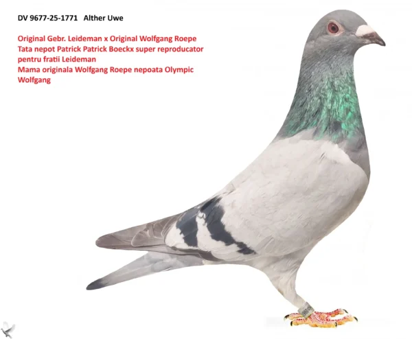 1771 poza DV 9677-25-1771 Alther Uwe, tata original Gebr. Leideman nepot Patrick si Magnus super reproducatori, mama nepoata Olympic Wolfgang 5 x locul 1