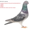 DV 9677-25-1772  Alther Uwe tatal original Gebr. Leideman nepot Schwester von  RAISSA 1. res. Olympiad  bird Speed Poznan 2018 1. Duffel 4,613 = fastest 6,969 'SIA' 1. prov. Genne  11,041 1. prov. Isnes 8,525 1. sprov. Quiev, mama este fiica din Olympic 495 : Olympiade Taube  Rumänien 2022 Kat. A  Kurzstrecke Spitzenpreise u.a.:   1. Pr.    973 Tb.   2. Pr. 3.015 Tb.   2. Pr. 1.625 Tb.   2. Pr. 1.124 Tb.