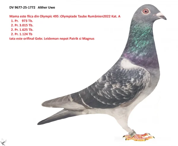 1772 poza DV 9677-25-1772 Alther Uwe tatal original Gebr. Leideman nepot Schwester von RAISSA 1. res. Olympiad bird Speed Poznan 2018 1. Duffel 4,613 = fastest 6,969 'SIA' 1. prov. Genne 11,041 1. prov. Isnes 8,525 1. sprov. Quiev, mama este fiica din Olympic 495 : Olympiade Taube Rumänien 2022 Kat. A Kurzstrecke Spitzenpreise u.a.: 1. Pr. 973 Tb. 2. Pr. 3.015 Tb. 2. Pr. 1.625 Tb. 2. Pr. 1.124 Tb.