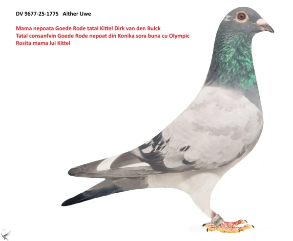 1775 poza DV 9677-25-1775 Alther Uwe tatal este nepot Konica frate cu Olympic Rosita, mama este nepoata Goede Rode tatal Kittel si nepoata din Blawe Gert ,Gert Heylen super reproducator pentru Stefan Lambrechts